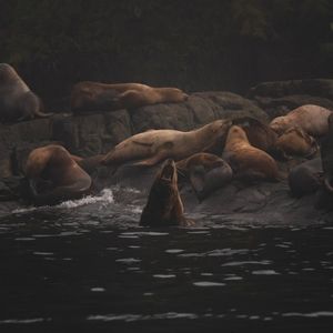 Meet your Posher, Heidi